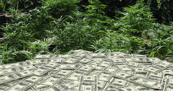 What does growing marijuana cost you?