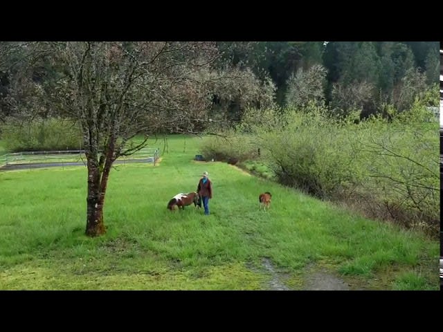Pony Gets Zoomies and Runs Around in Circles - 1113016