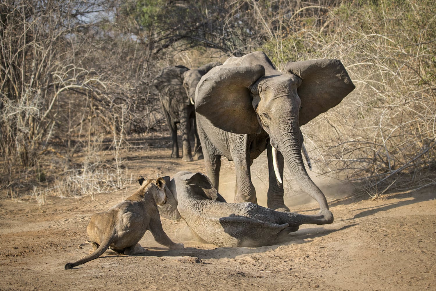 Elephant Charges Lions To Rescue Her Baby Pinned Down By Pride