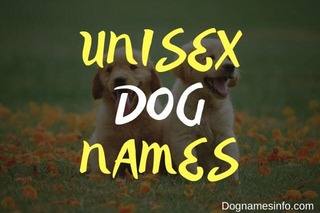 Unique Unisex Dog Names: 125+ Perfect Names for Your Pup