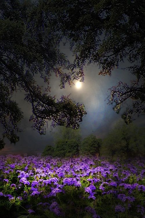 flores de primavera by toalafoto: ponderation: | Tumblr | Beautiful nature, Nature photography, Landscape
