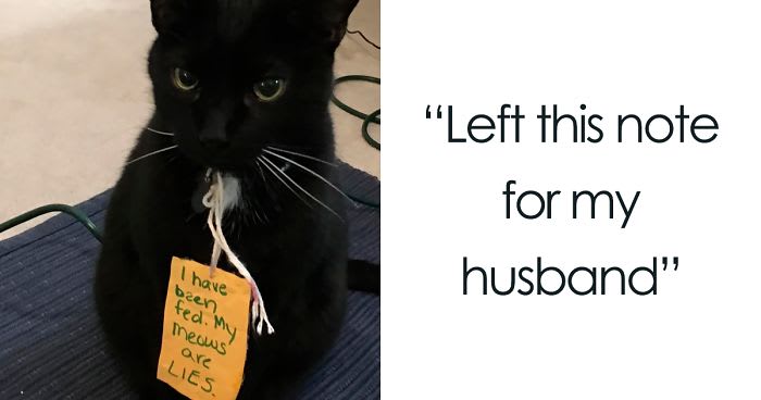 40 Hilarious Pets That Got Shamed Publicly For Being Naughty
