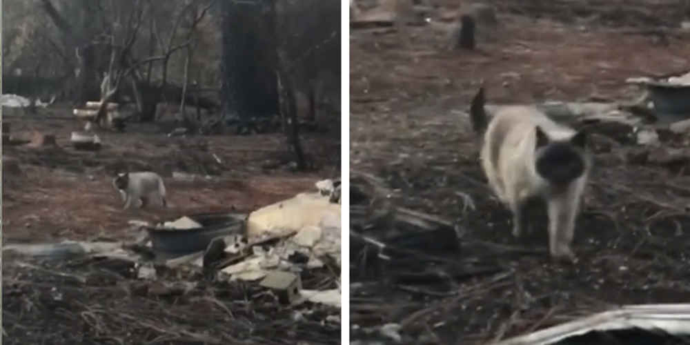 Cat Feared Lost During Wildfire Comes Running When She Sees Her Family Again