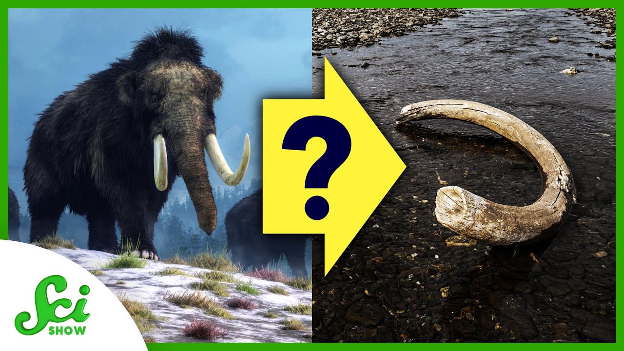 4 Mysterious Extinctions from Earth’s History