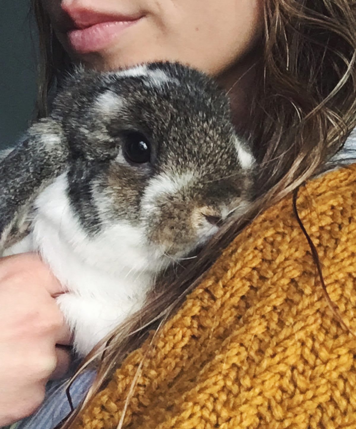 How To Bond With Your Pet Rabbit And Their Enclosure. - The Juicy Mango Media