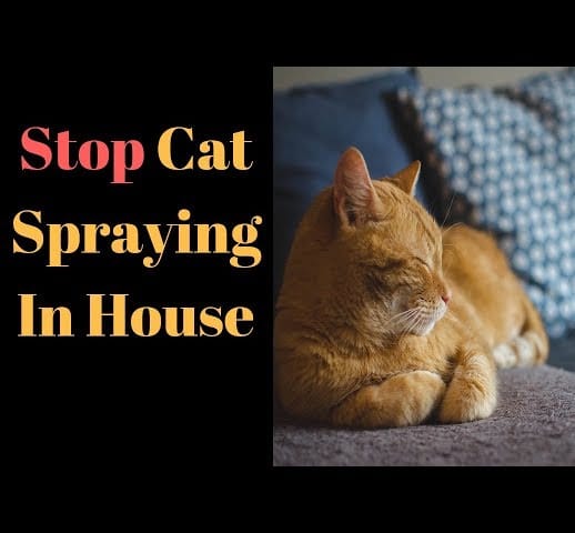Stop Cat Spraying In House - Things You Must Know!