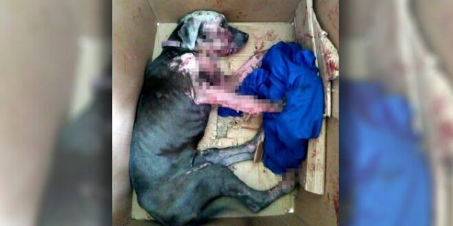 Dog Discarded Like Trash in Sealed Box Kept Wagging Tail, Hoping Someone Might Help
