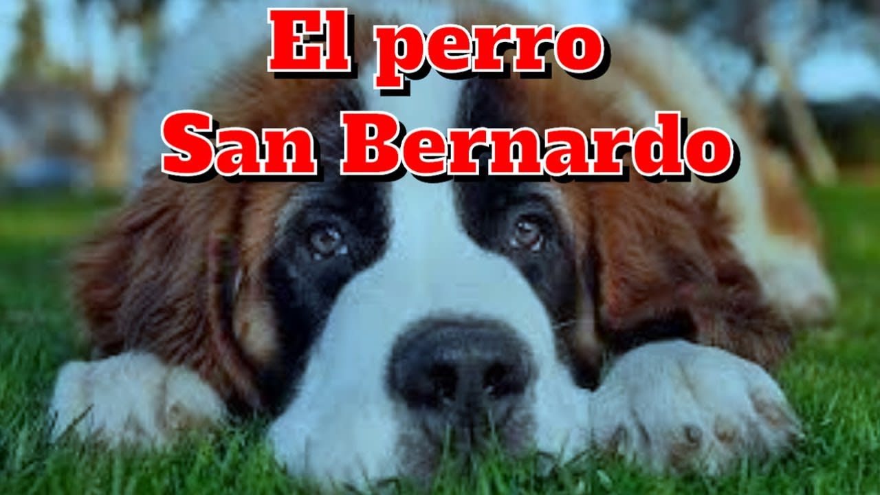 El perro San Bernardo