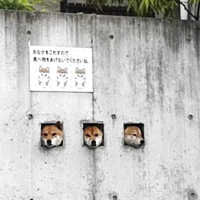 Forget the Cherry Blossoms, the 'Three Shibas' Are the Best Tourist Attraction in Japan