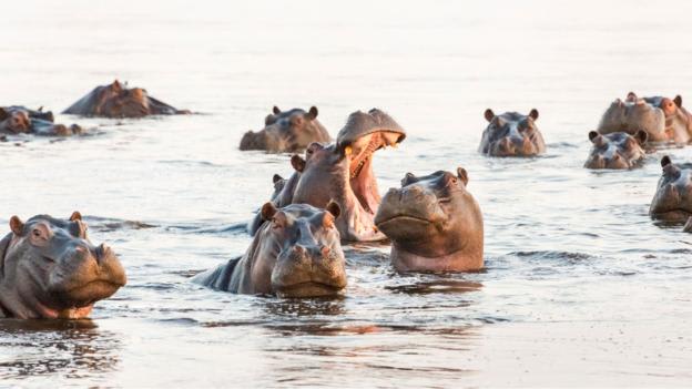 Why a group of hippos is called a bloat