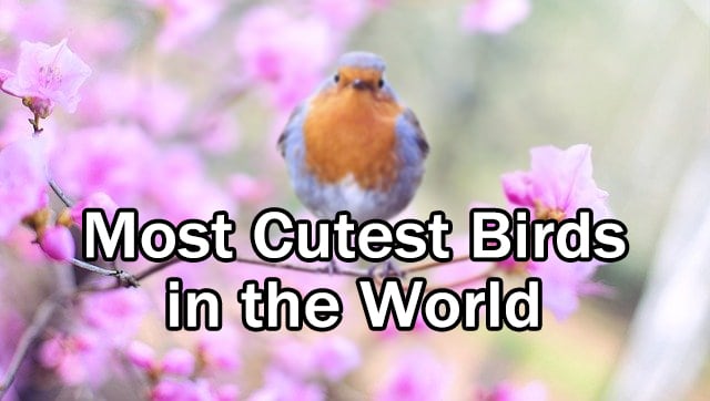 11 Most Cutest Birds in the World
