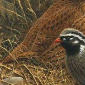 Himalayan Quail: A Missing Bird Species for Over a Century in India