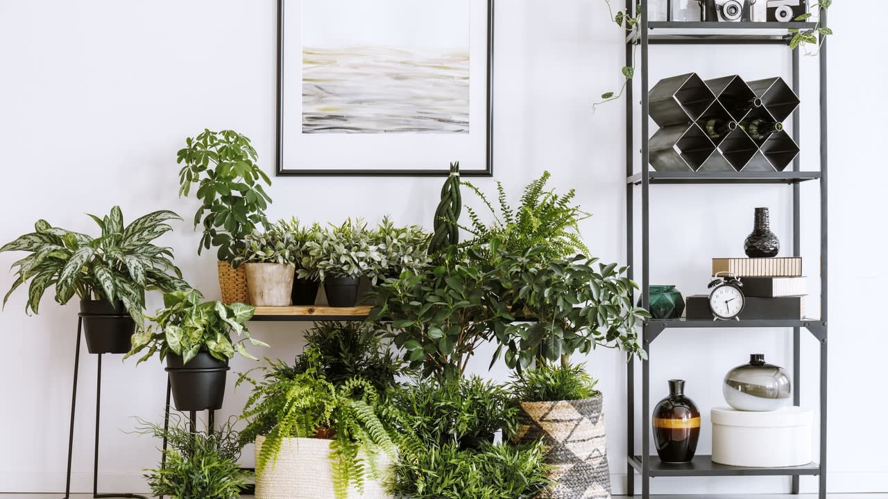 Where to Buy Plants Online: 9 Shops That Deliver Straight to Your Door