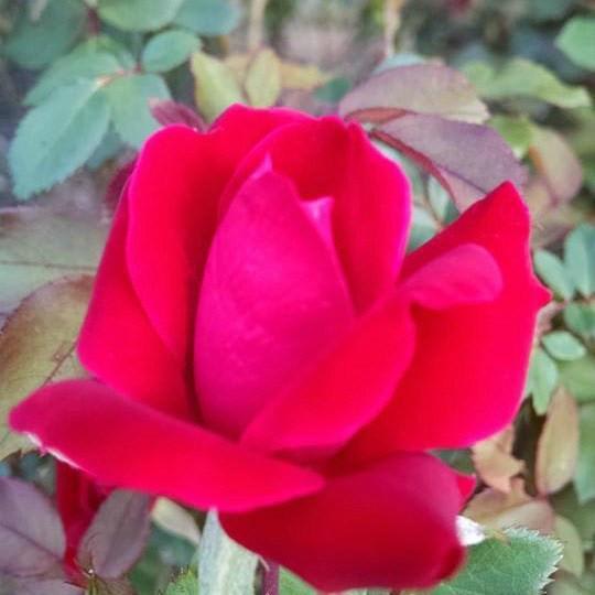 3 Care Tips for Knock Out Roses ~ Gwin Gal Inside and Out