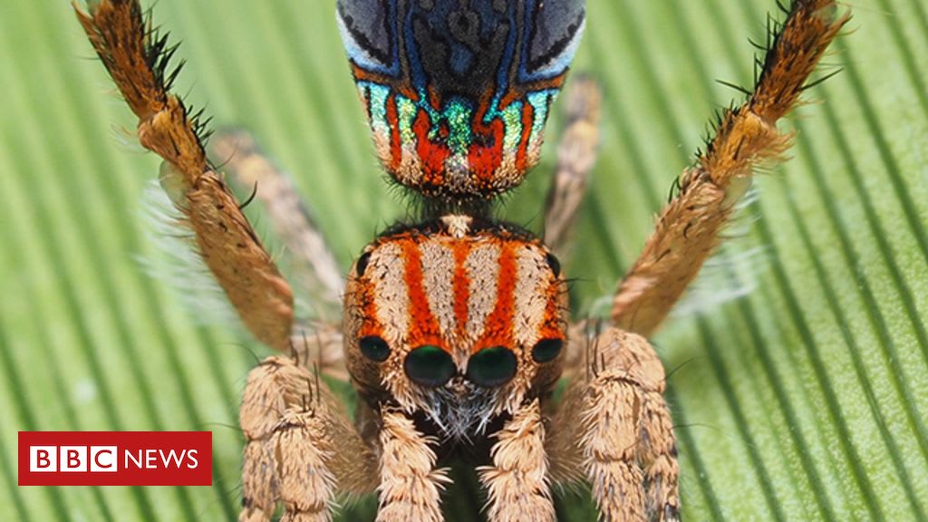 Peacock spiders show more of their colours