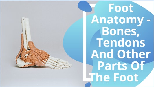 Foot Anatomy - Bones, Tendons And Other Parts Of The Foot