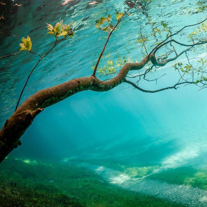 25 Amazing Photos of Life Underwater