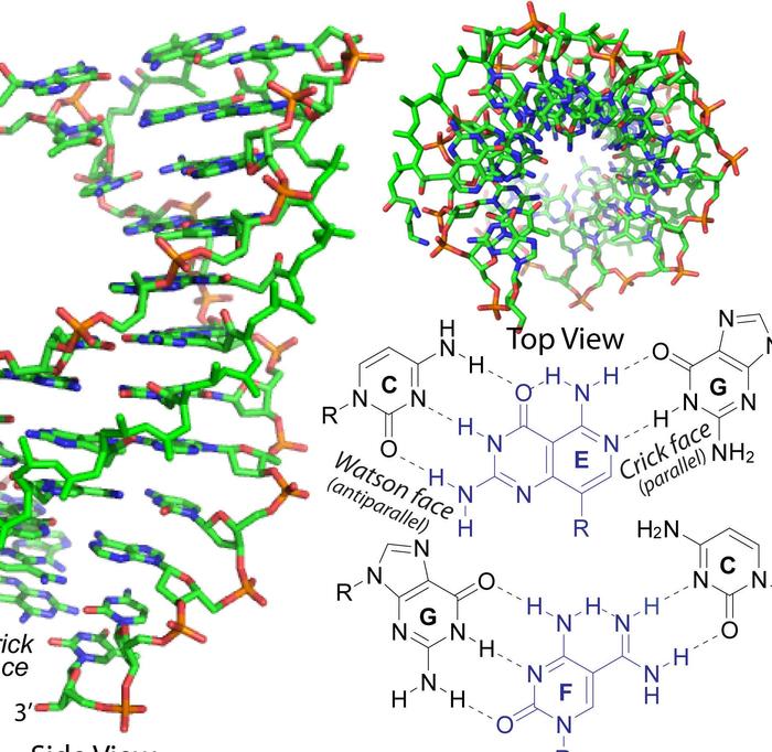 Synthetic molecule invades double-stranded DNA