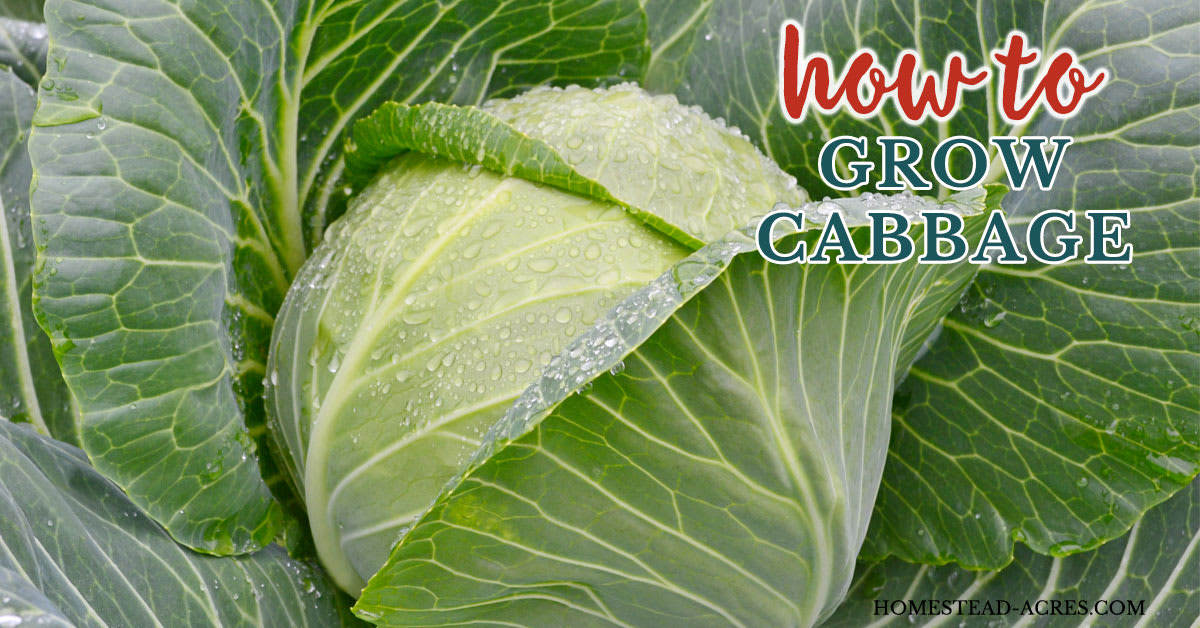 How To Grow Cabbage (Plant, Grow and Harvest) - Homestead Acres