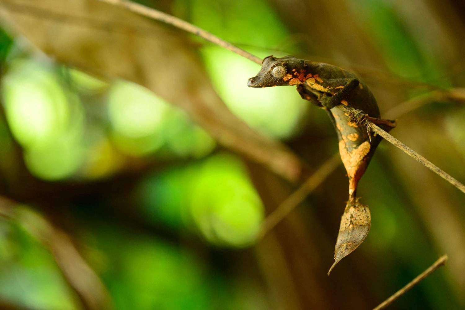 Newly Discovered Leaf-Tailed Gecko From Madagascar Is Already Threatened by Pet Trade