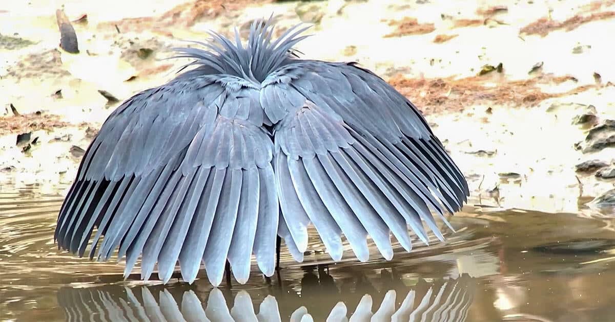 Watch a Black Heron Fool Fish by Turning Into an Umbrella