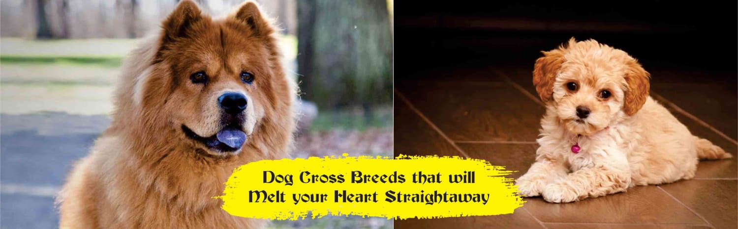 Mix Breed of Dogs that will Melt your Heart Straightaway