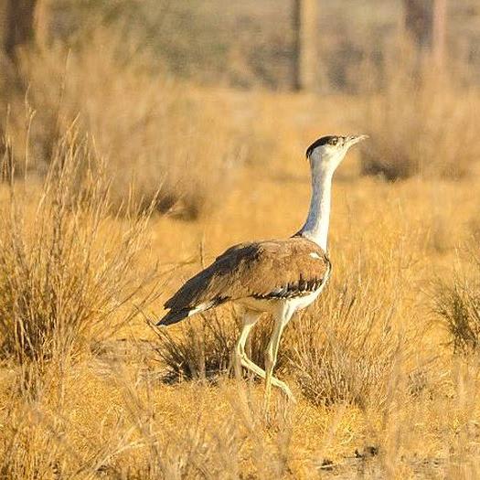The Great Indian Bustard Information