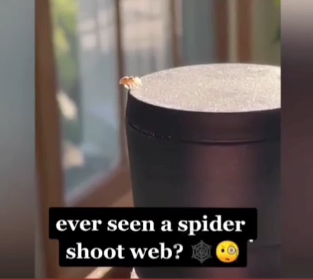 Spider shoot webs