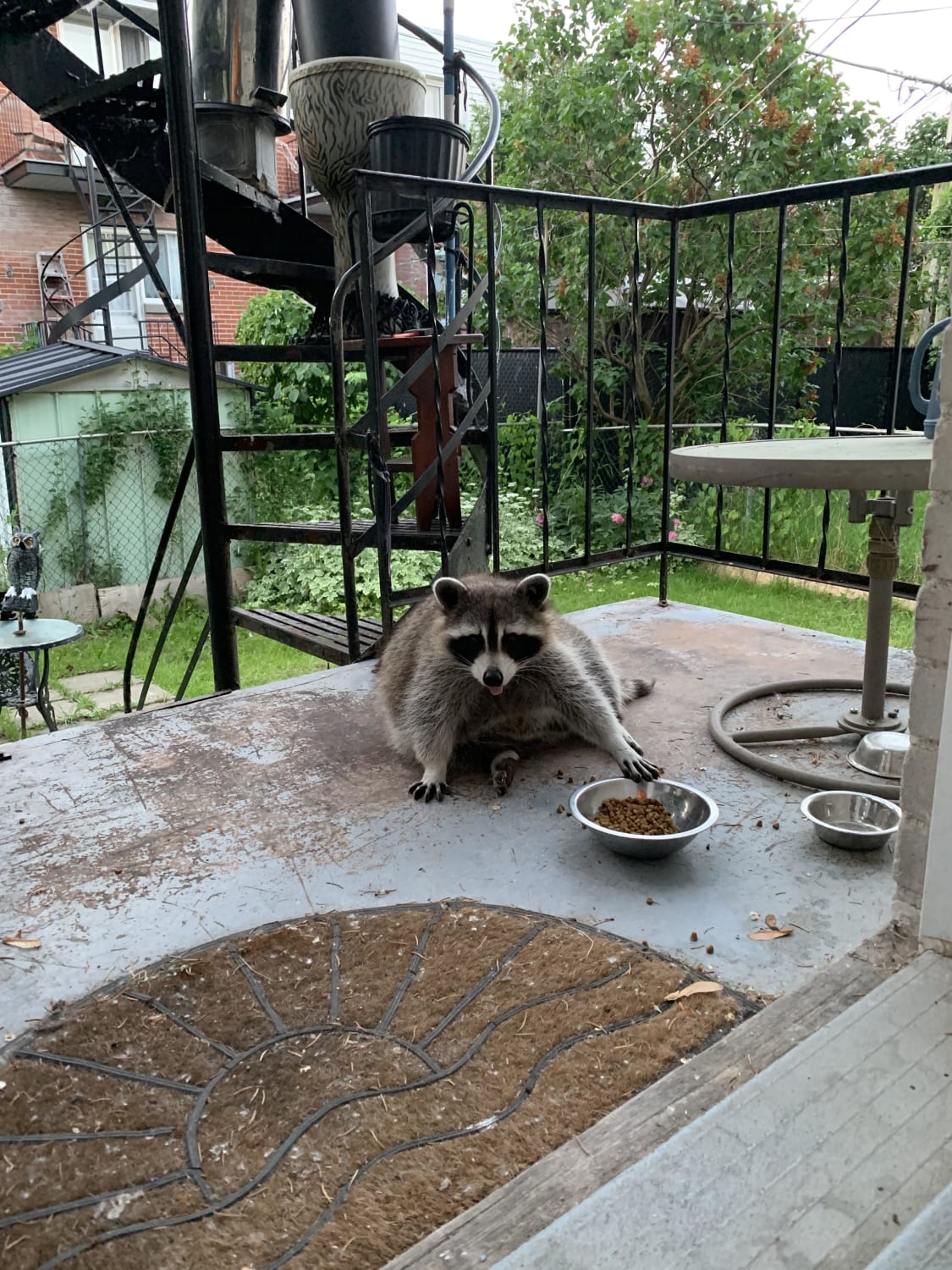 My parents leave food out for the neighbourhood stray cats but today they received another type of visitor