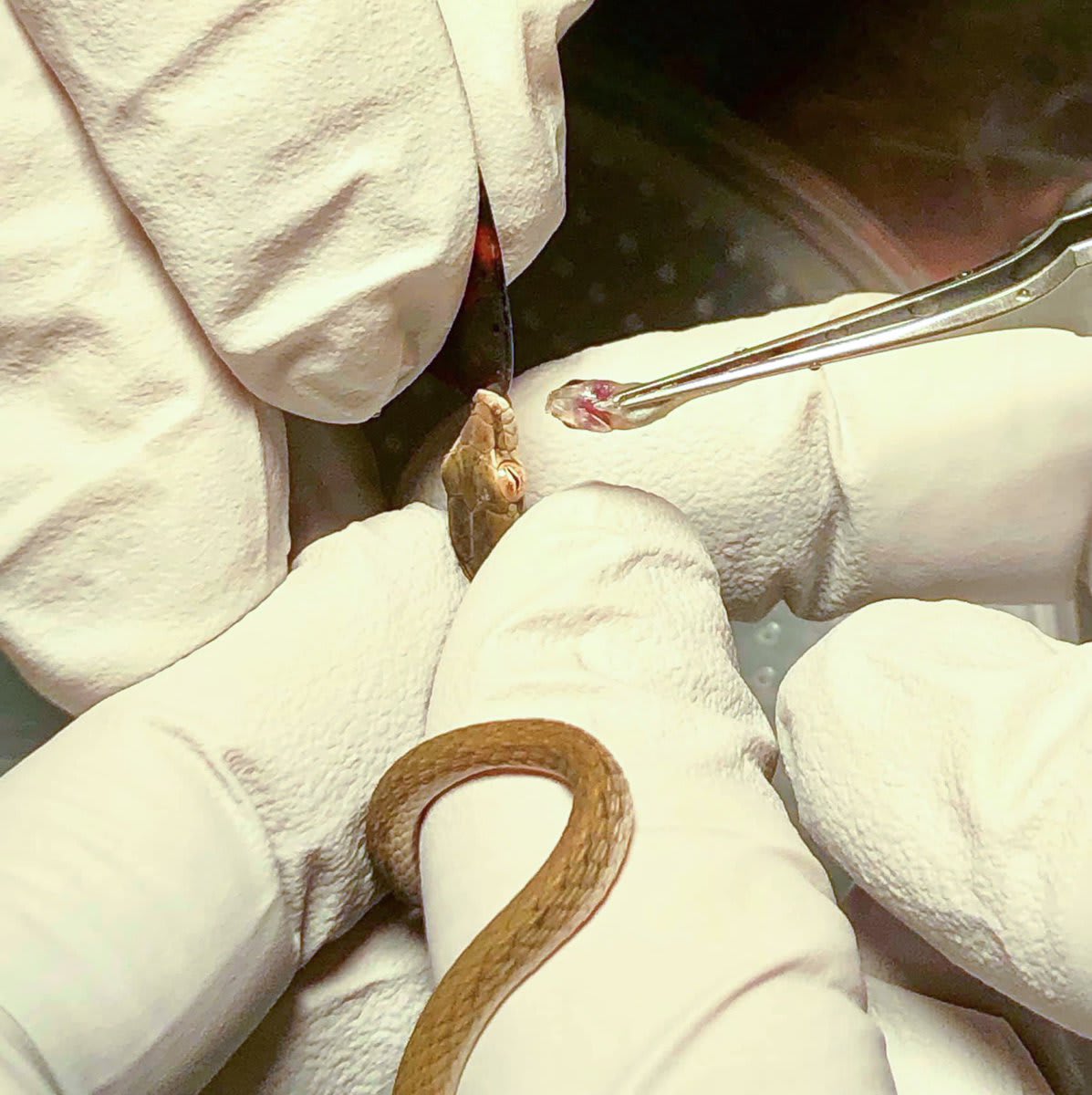 When a clutch of baby Burmese vine snakes needed a little help figuring out how to catch their own fish, our biologists & Animal Health staff were there—with teeny, tiny nurturing that helped the snakes become self-sufficient. / 📷 by biologist Molly H.