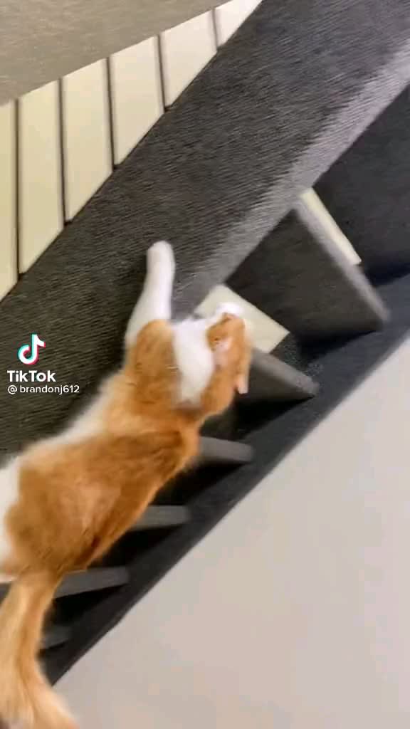 this cat is the new Spider Man!