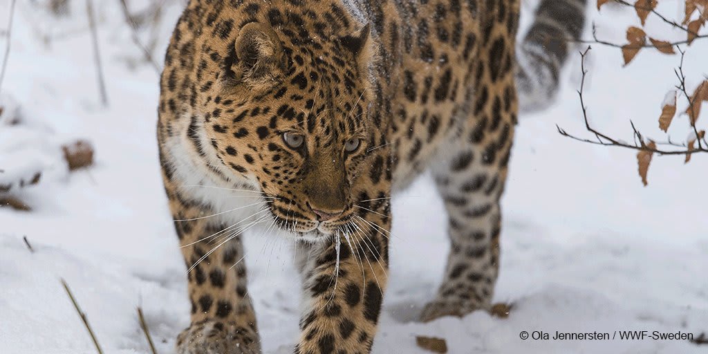 DYK that the rarest leopard in the world loves the snow? But the Amur Leopard is under grave threats from poaching & habitat loss. Connect2Earth this EndangeredSpeciesDay for nature &
