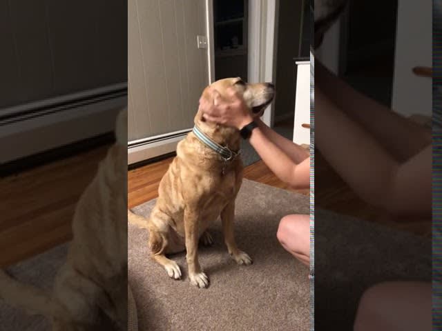 Jealous Dog Gives Side-Eye to Girl While She Plays With Other Dog - 1139771