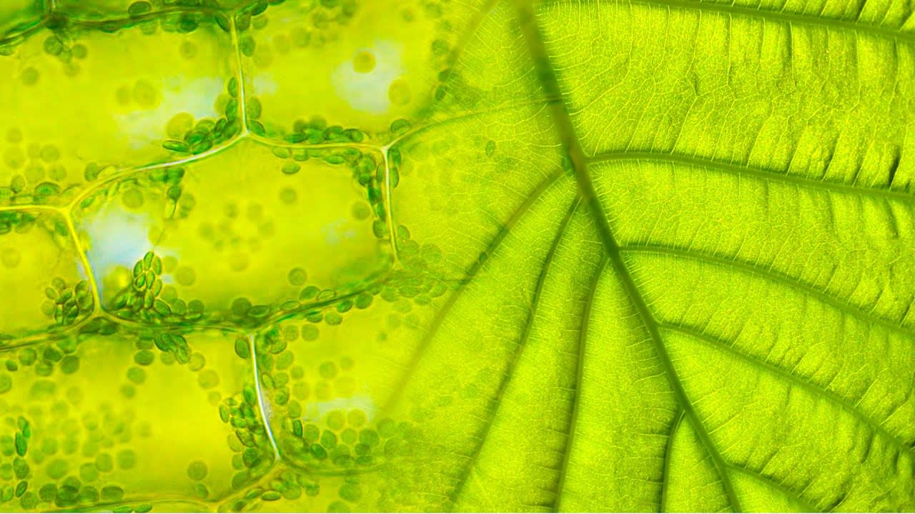 The journey into the leaf of a living plant.
