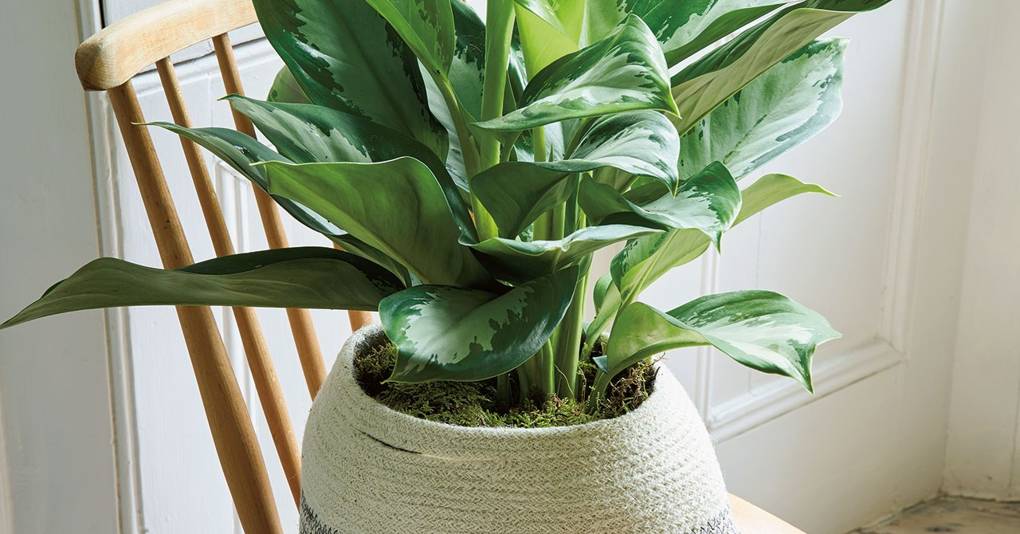 A guide to virtually indestructible house plants