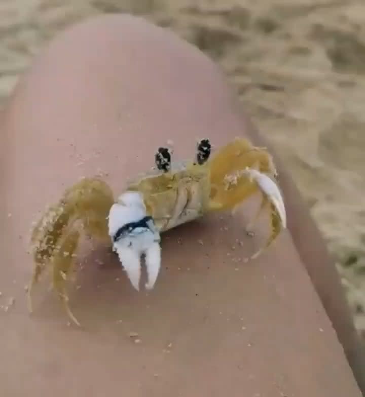 This Atlantic ghost crab (Ocypode quadrata) wiping its eyes