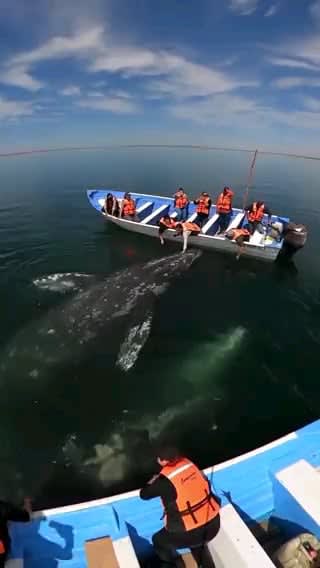 Gentle gray whales in Baja California.
