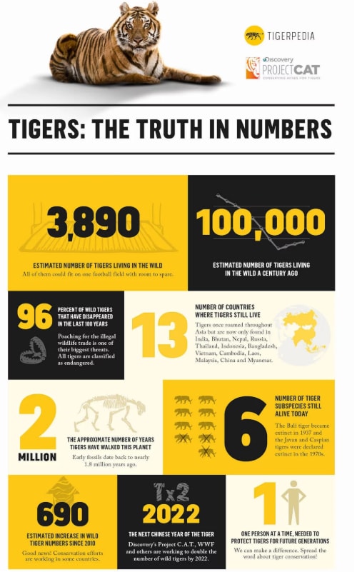 India's tiger population has grown by 6%