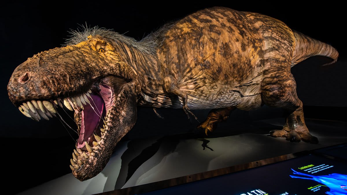 We see you, MuseumBadHairDay 😂 While T. rex didn't have *hair,* scientists think this dinosaur had patches of feathers. Here's the most scientifically accurate representation of T. rex to date. This model is from the Museum's special exhibition T. rex: The Ultimate Predator 🦖
