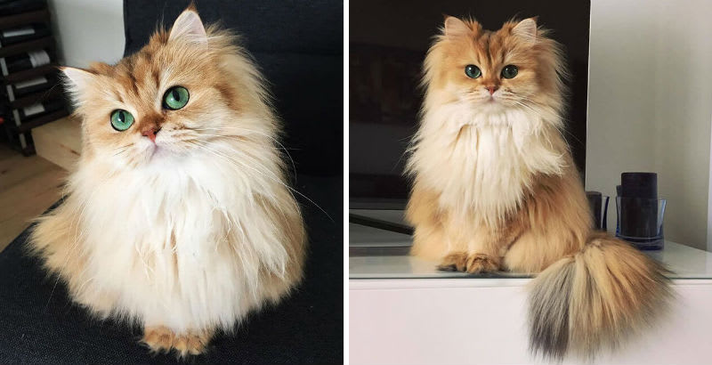 Meet Smoothie The Ridiculously Good Looking Cat That Was Made For Instagram