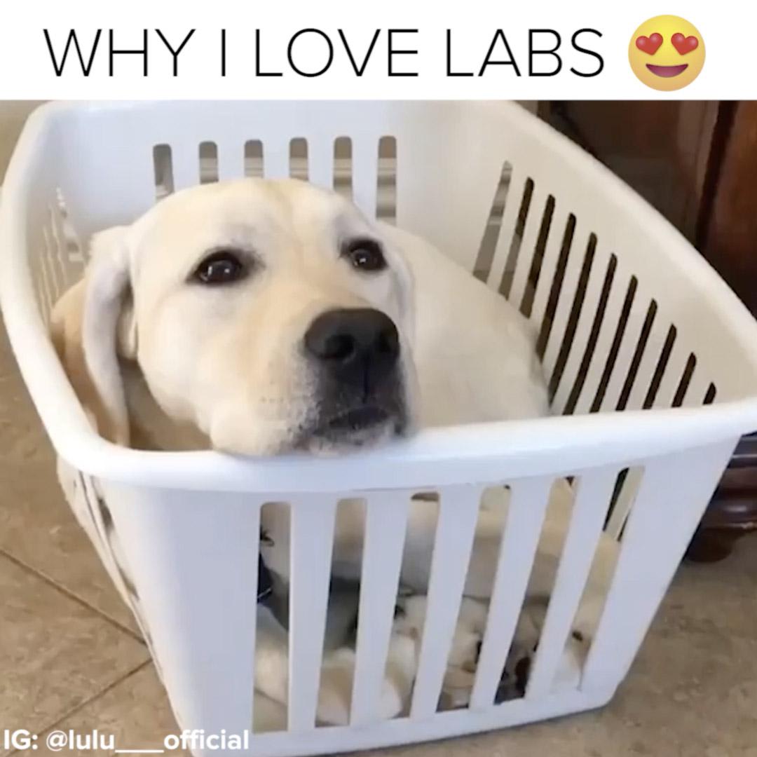 One day I'll have a Lab <3