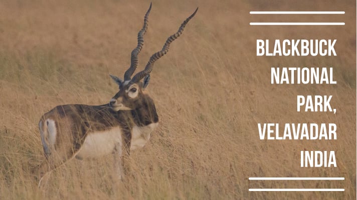 Blackbuck National Park, Velavadar: A guide to the Golden Grasslands - Explore with Ecokats