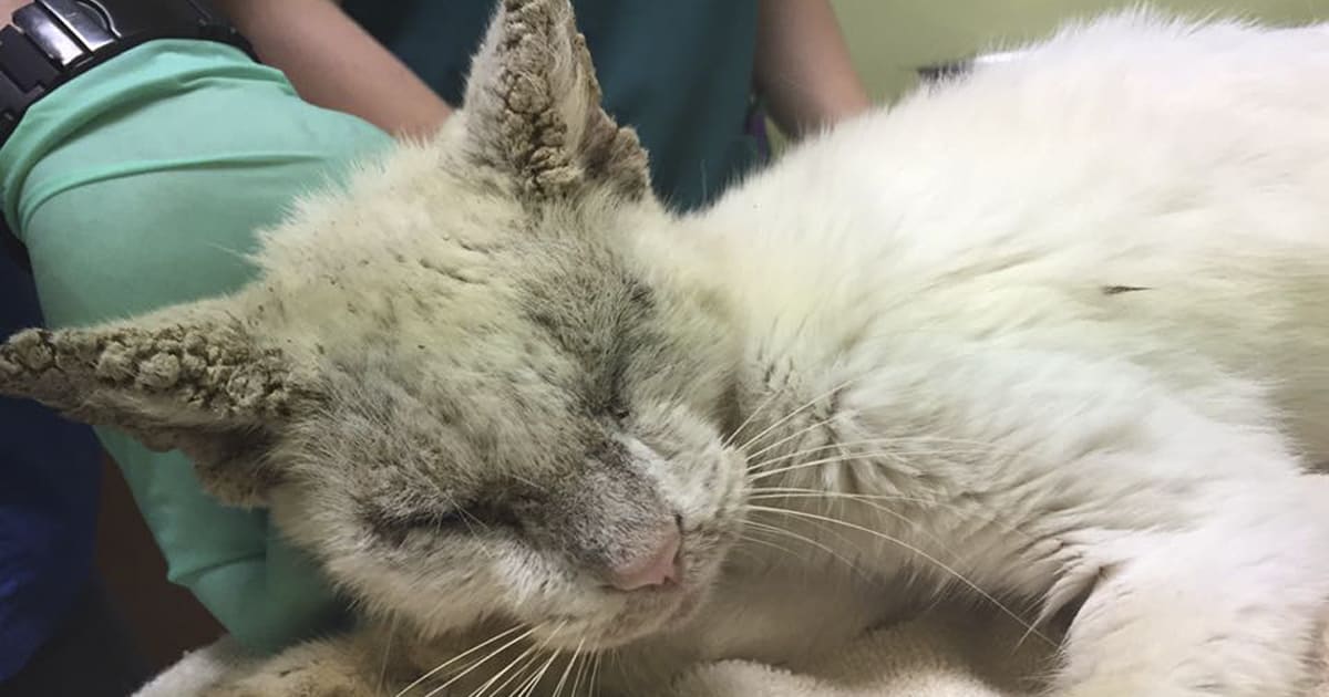 Homeless Cat Opens Its Eyes For The First Time In Months, Stuns Everyone With Their Beauty