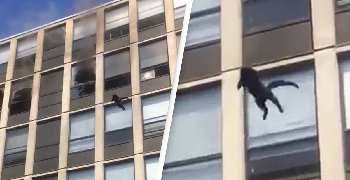 Cat Jumps From Fifth-Floor Of Burning Building And Runs Away Like Nothing Happened