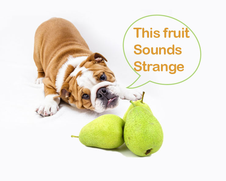 Can dogs eat pears: What You Need To Know!