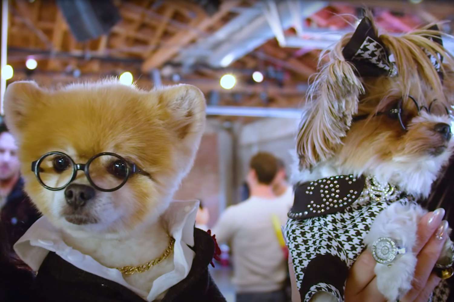 PetCon Is Going Virtual so You Can Meet Your Favorite Instagram-famous Animals Online