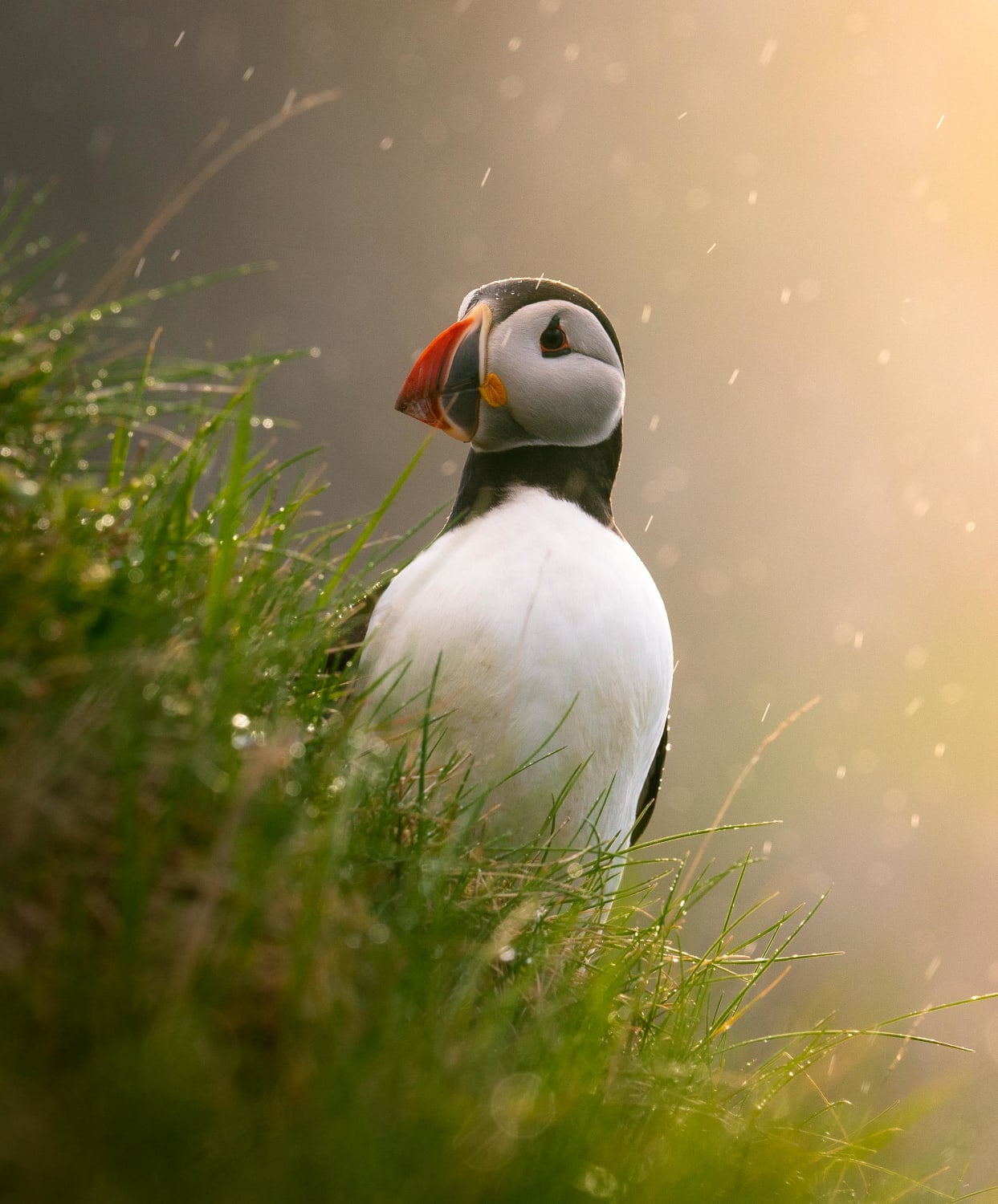 Puffin caught at sunset on Faroe Islands