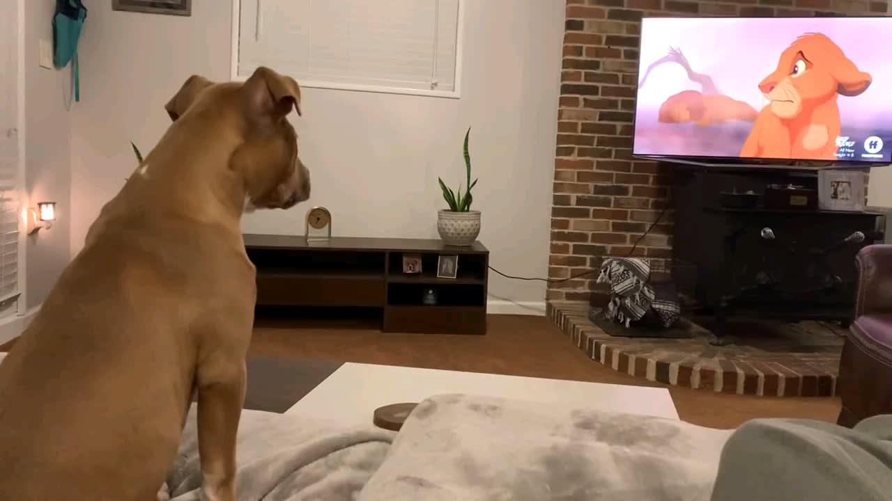 Dogs reaction to mufasa's death