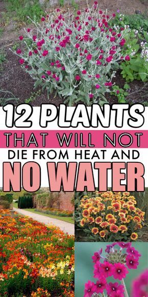 31 Drought-Tolerant Flowers and Plants for a Colorful Garden