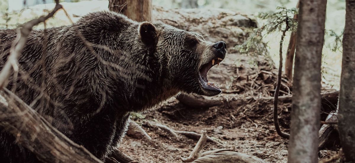 Grizzlies Are Returning to a Lost Habitat, But There's One Big Problem